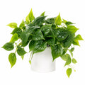 Plante Artificielle Verte avec Pot Blanc