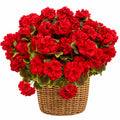 Pélargonium Rouge Artificiel avec Pot en Osier